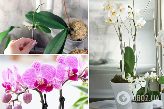 Як змусити цвісти будь-яку орхідею: 2 дієвих способи
