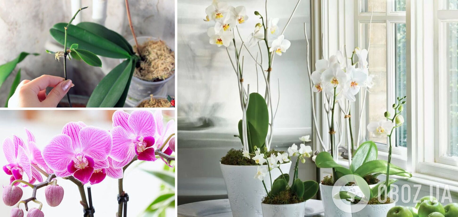 Как заставить цвести любую орхидею: 2 действенных способа