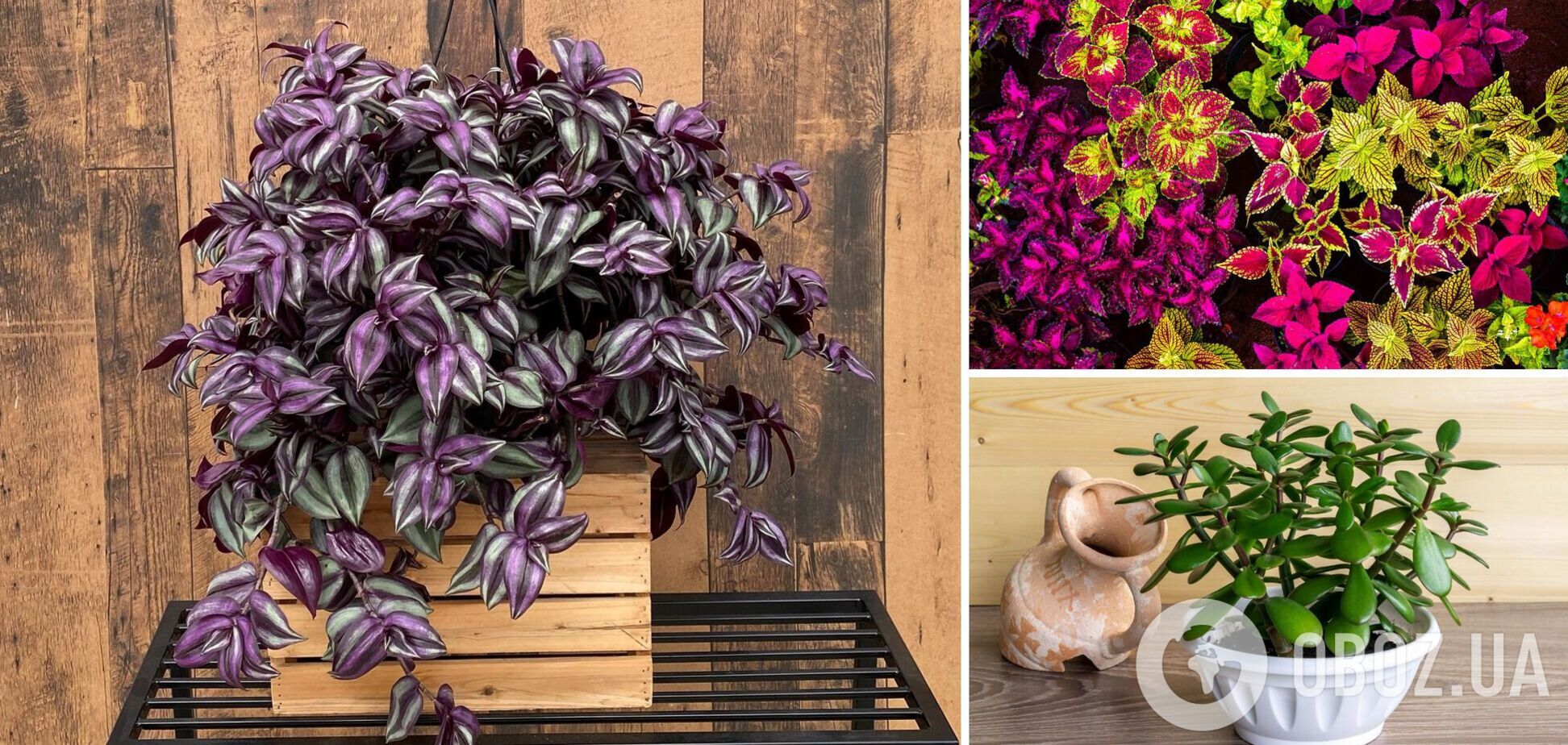 От каких комнатных растений следует избавиться: портят интерьер и быстро стареют