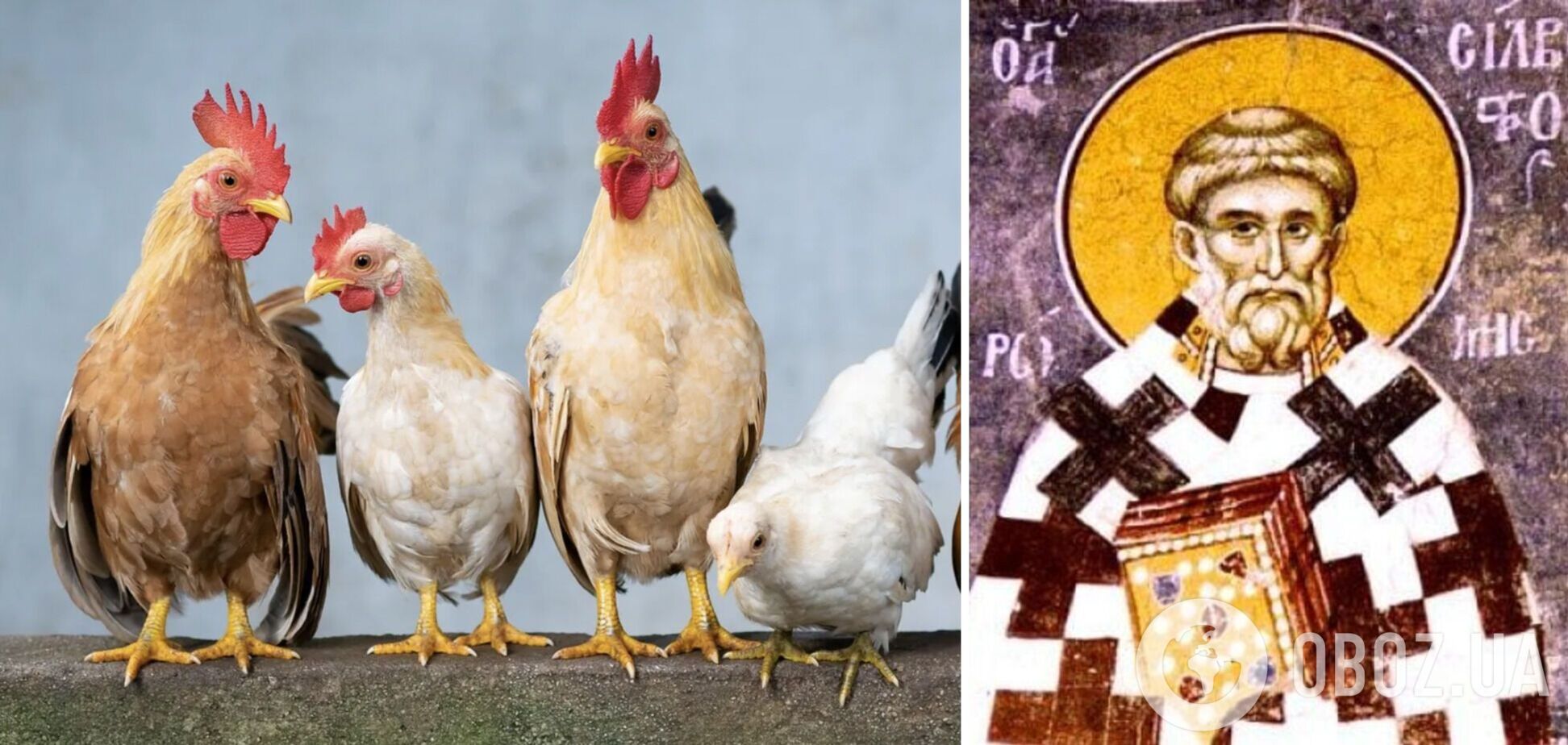Почему 15 января называют Куриным праздником и что запрещено делать в этот день