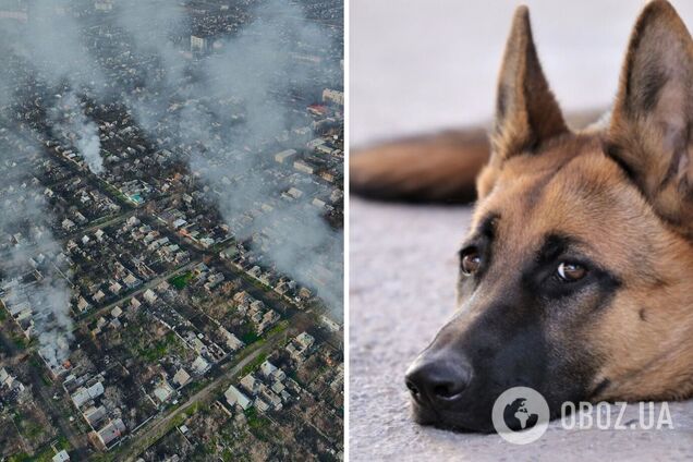 В Бахмуте пес погиб от российского снаряда на пороге дома, который его оставили охранять. Видео