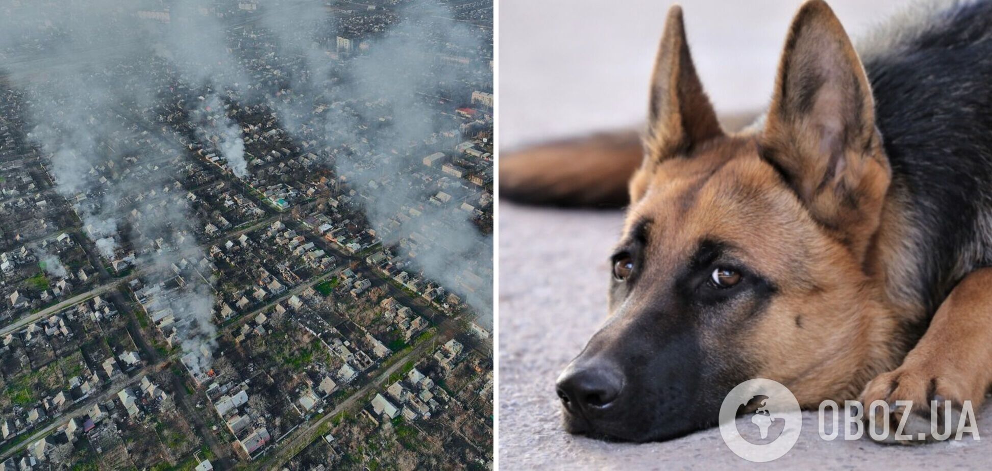 В Бахмуте пес погиб от российского снаряда на пороге дома, который его оставили охранять. Видео