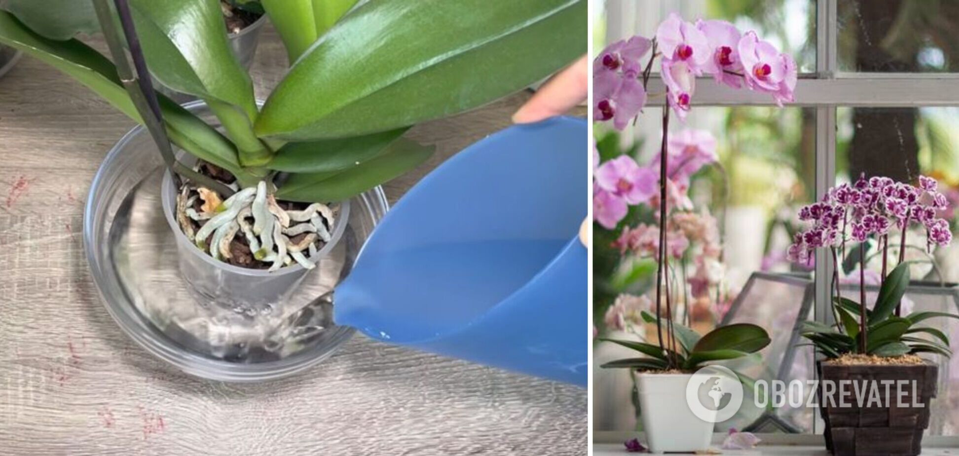 Як правильно поливати орхідею, щоб вона довго цвіла