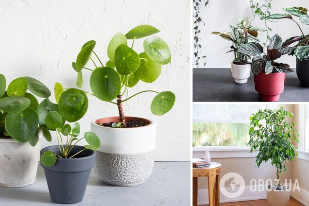 Впитают негатив и наполнят энергией: какие комнатные растения лучше держать дома