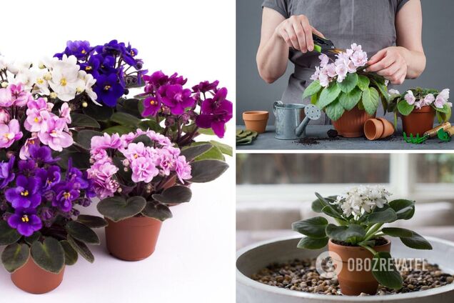 Как сделать так, чтобы фиалка цвела весь год: простая инструкция