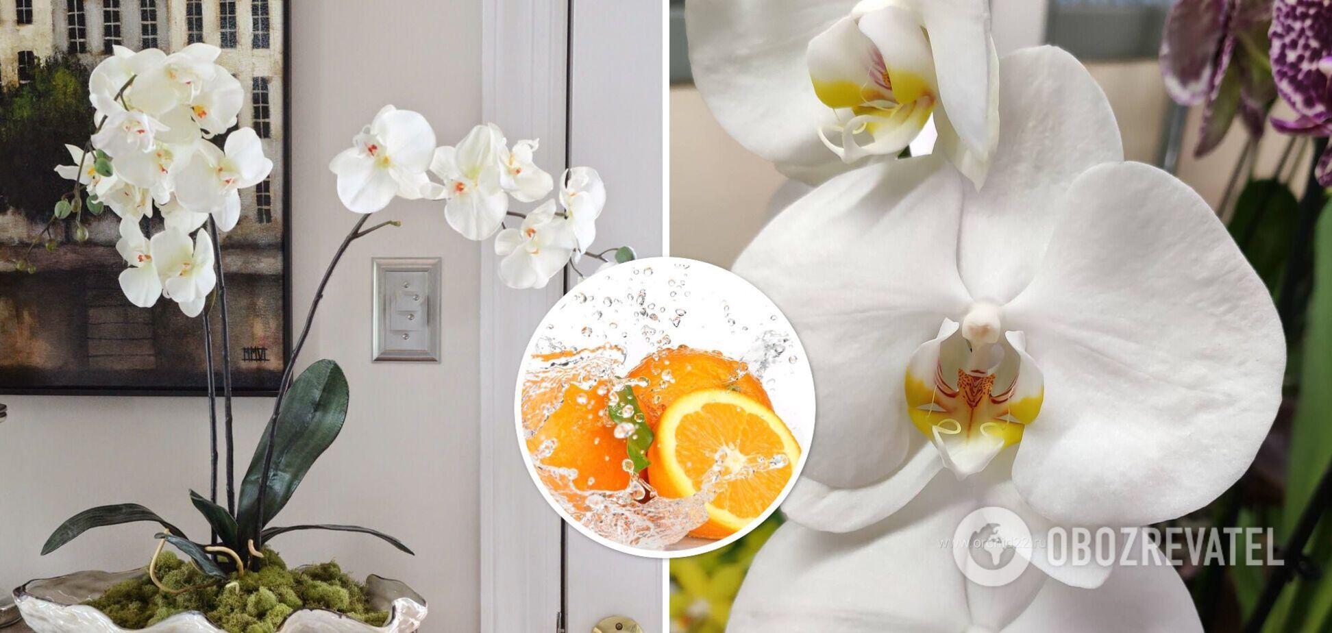 Ваша орхідея буде в захваті: як приготувати добриво з апельсина для пишного цвітіння