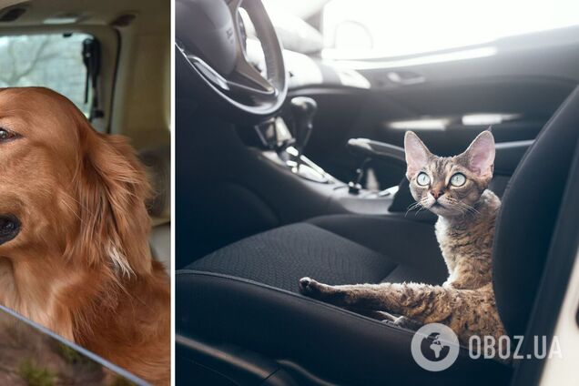 Как легко убрать шерсть с обивки авто: неожиданный способ