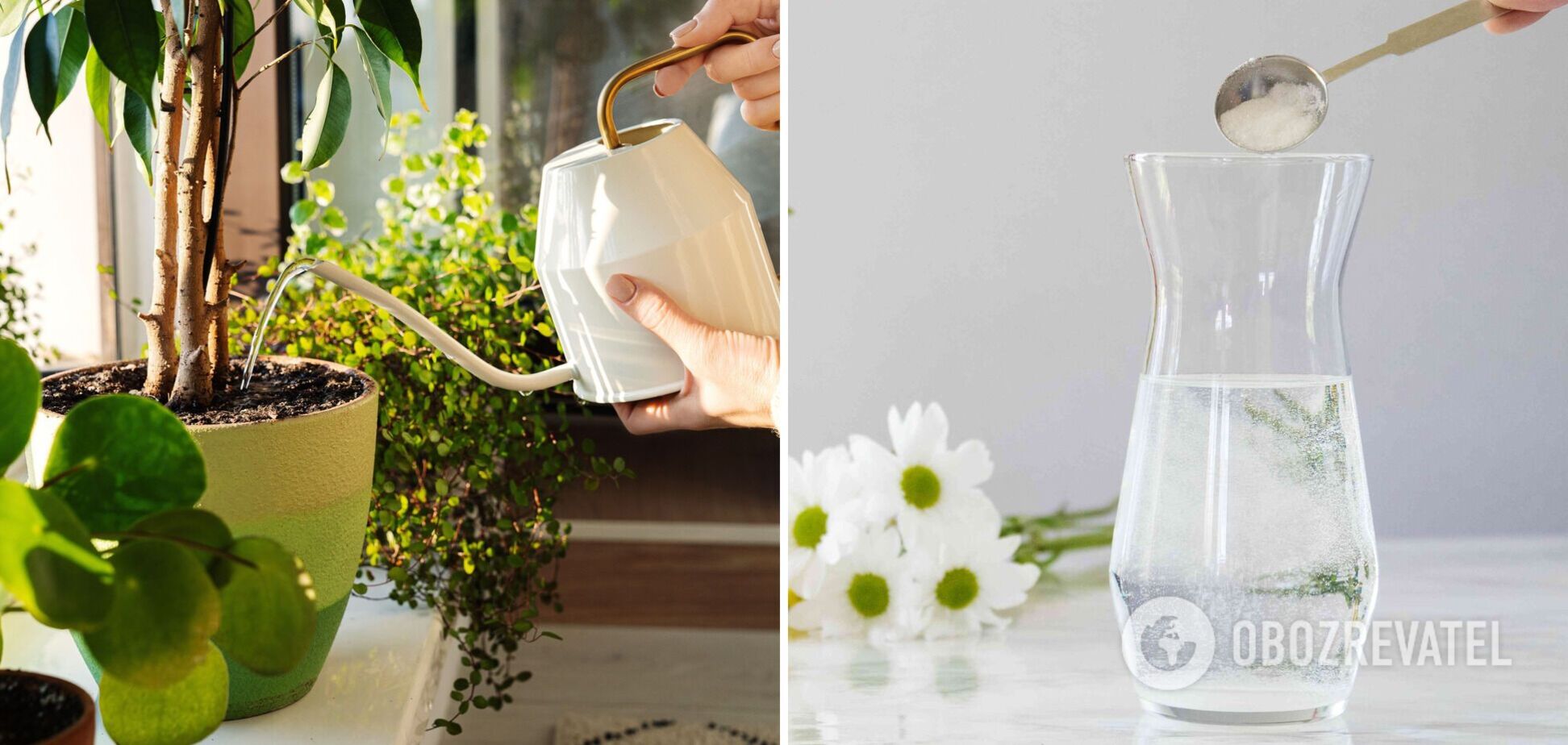 Комнатные цветы сразу расцветут: названо универсальное удобрение