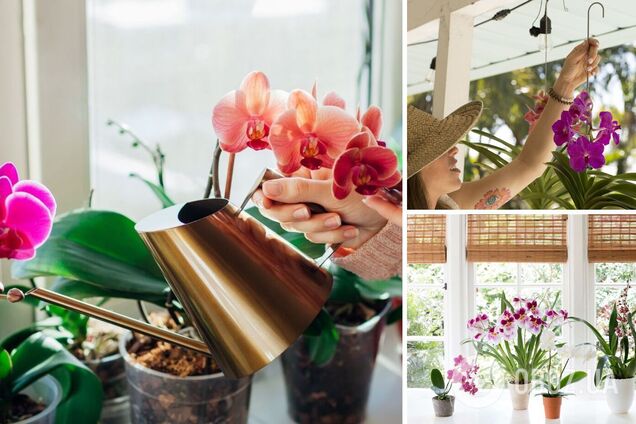 Можно ли дома держать орхидею на окне