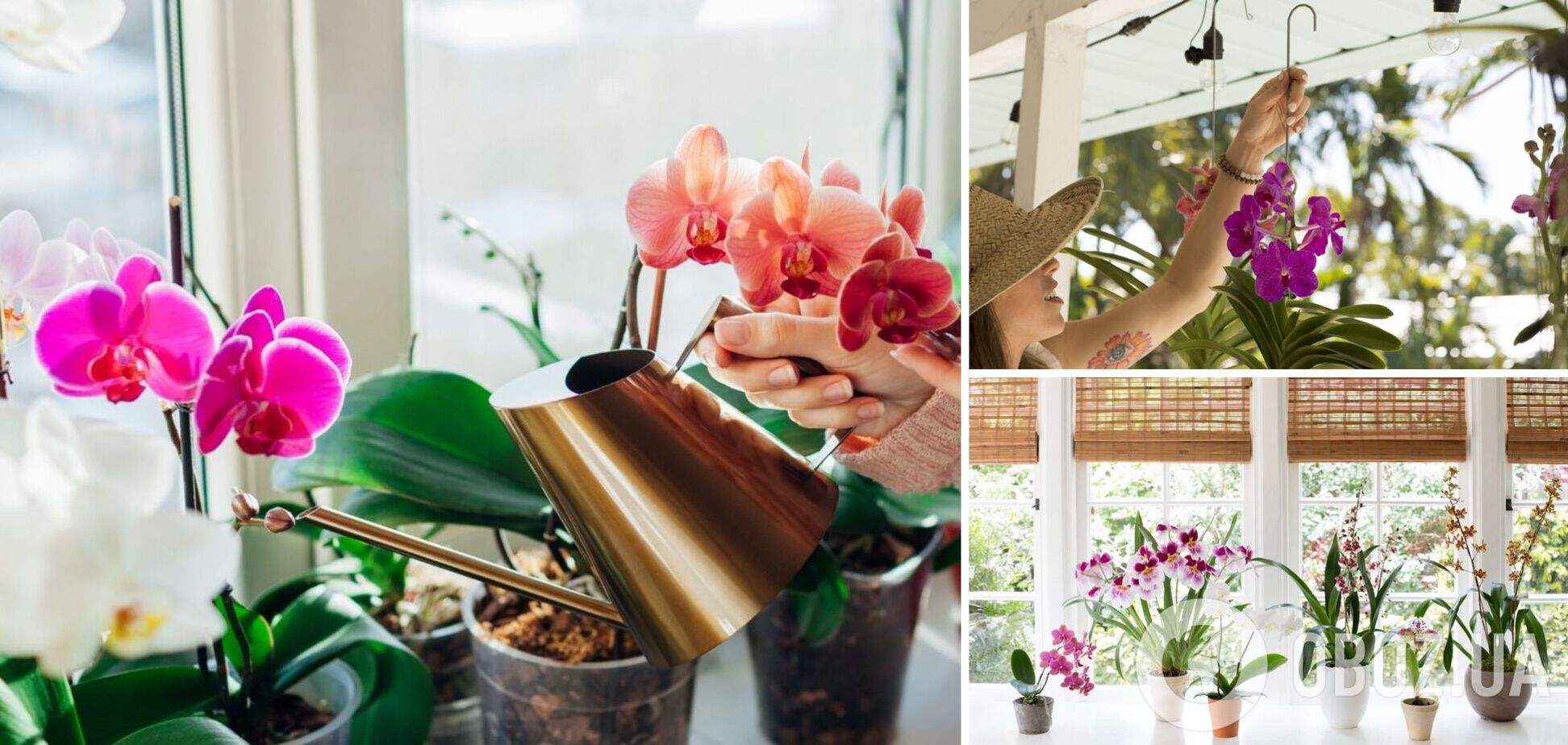 Названо ідеальне місце у квартирі для орхідеї