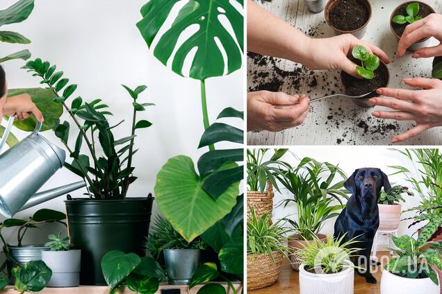 Почему увядают новые комнатные цветы: самые распространенные ошибки в уходе