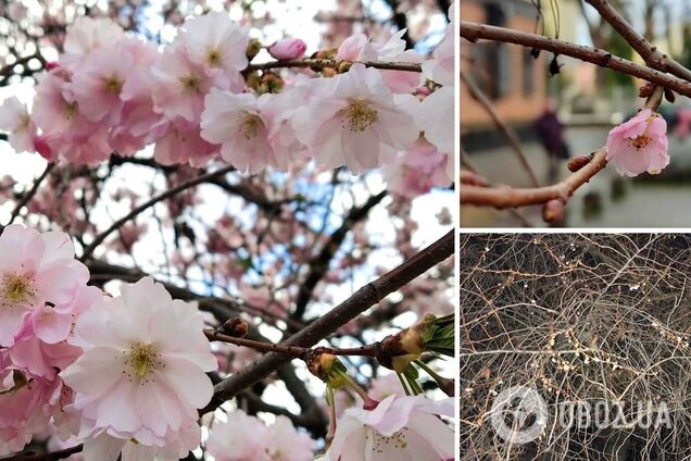Провісниця перемоги України: через аномальне тепло на Закарпатті і в Києві зацвіли сакури. Фото