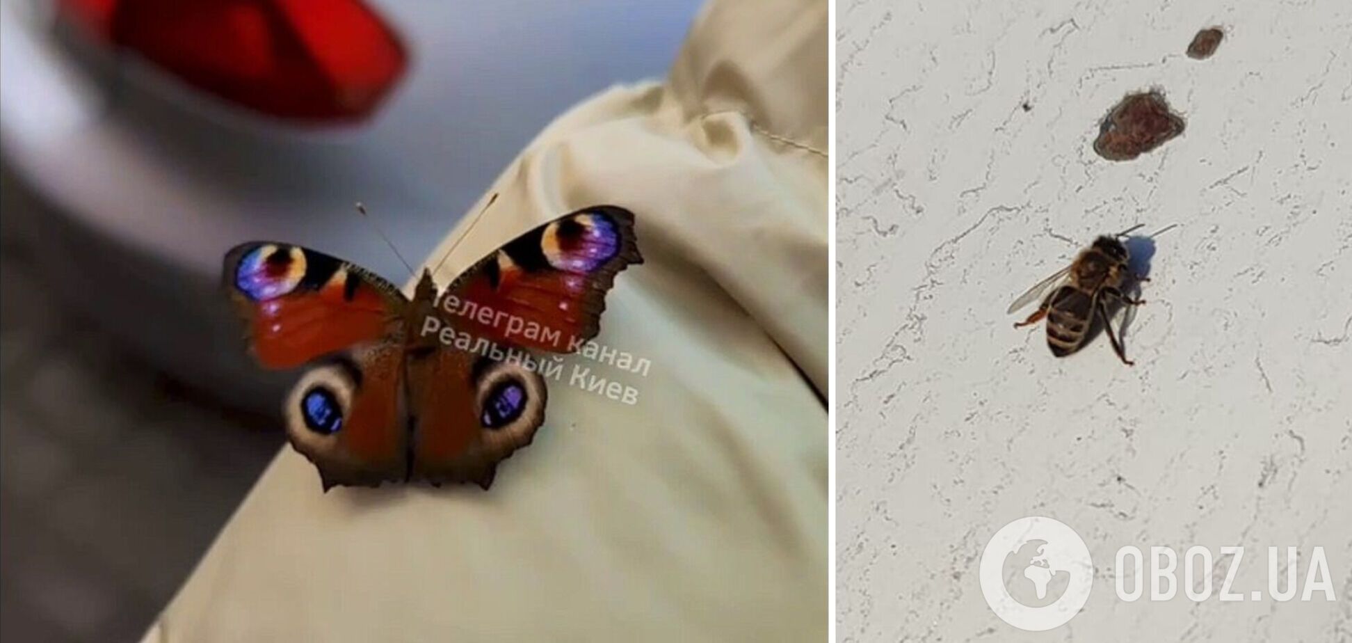 Из-за теплой погоды пробудились насекомые