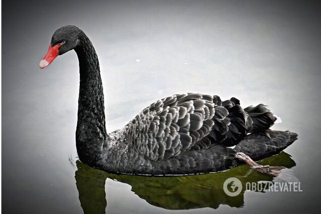 Птицы живут в столичном зоопарке