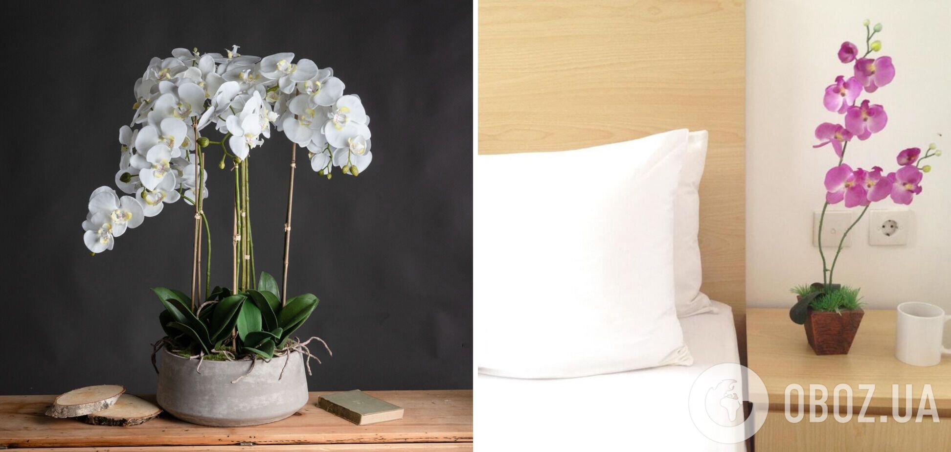 Чому краще не тримати вдома орхідеї: причини і забобони