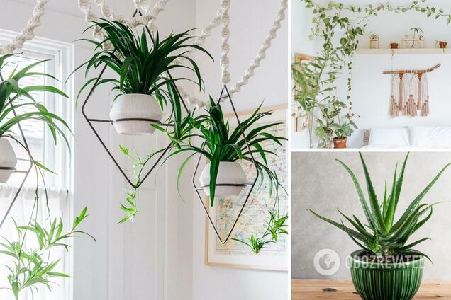 Улучшат сон и настроение: какие комнатные цветы подходят для спальни и что ставить у кровати нельзя