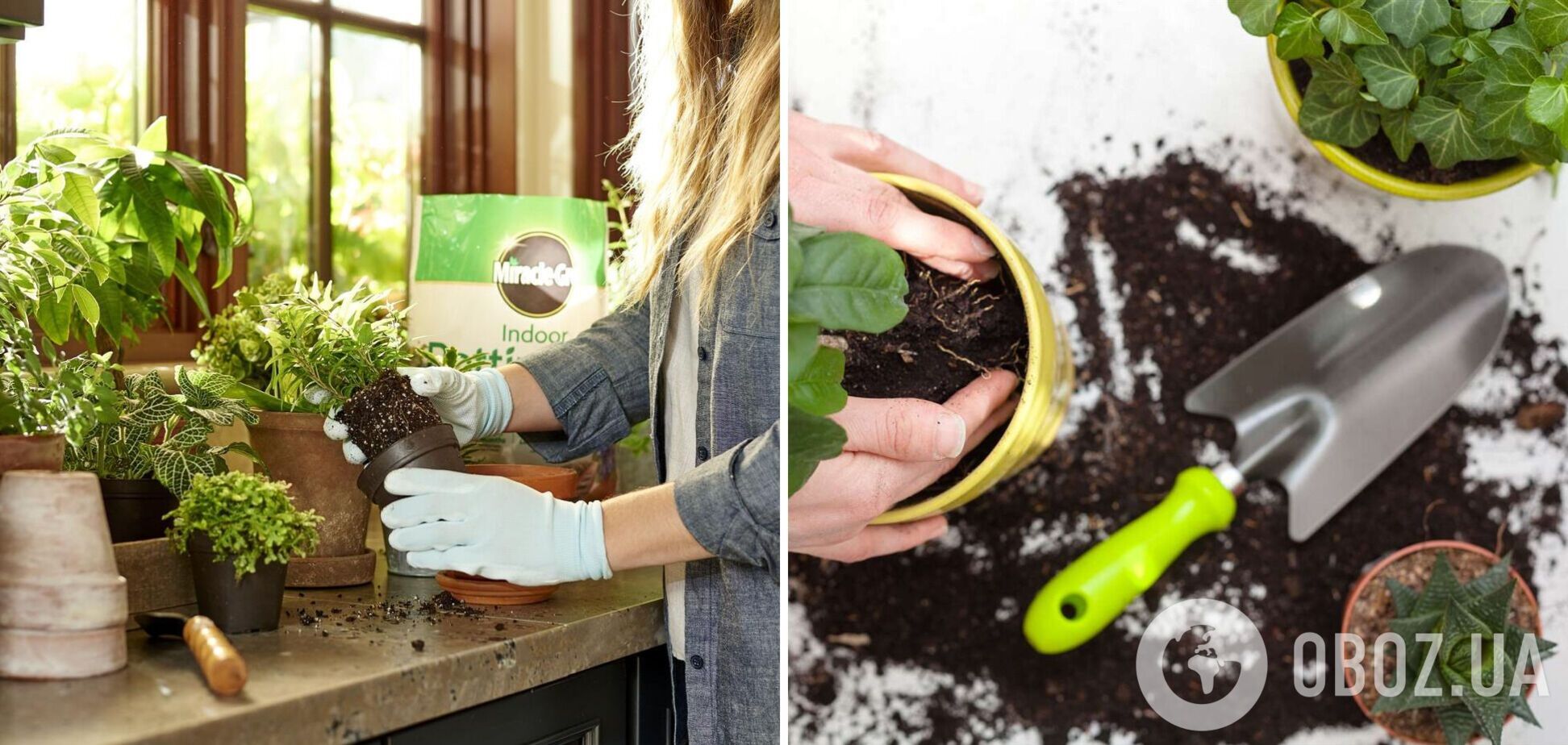 Коли не можна пересаджувати кімнатні квіти: як зробити це правильно