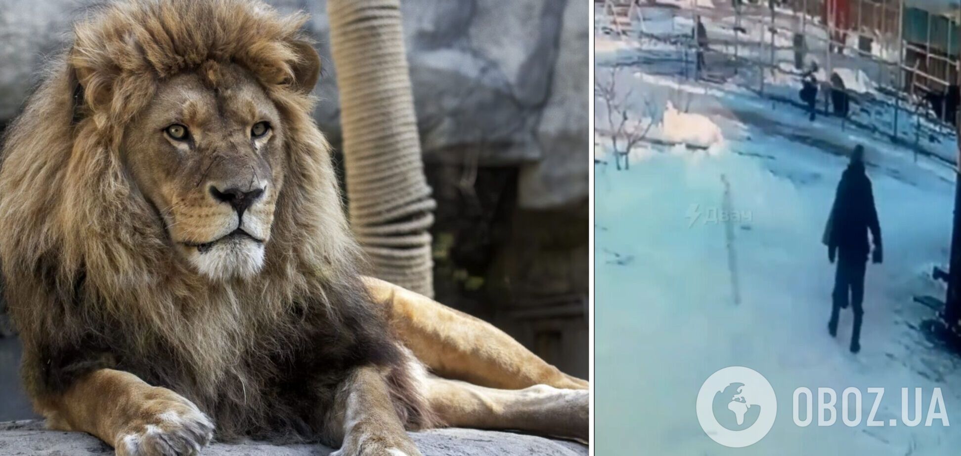В російському зоопарку лев мало не з'їв п'яну жінку, яка спробувала залізти до нього у вольєр: момент потрапив на відео