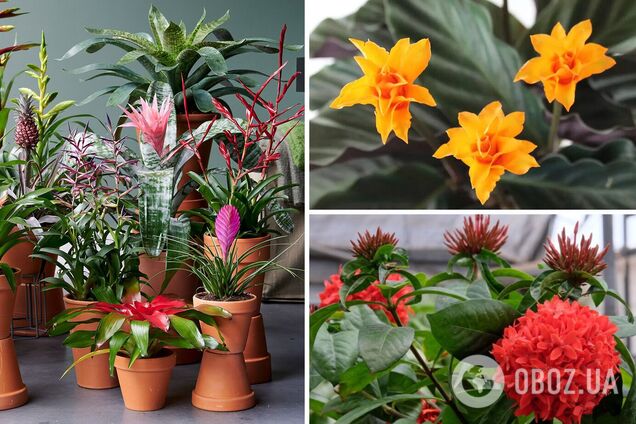 Какие цветы цветут весь год: 10 вариантов для создания уюта дома