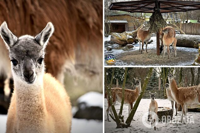 Пополнение в семье гуанако