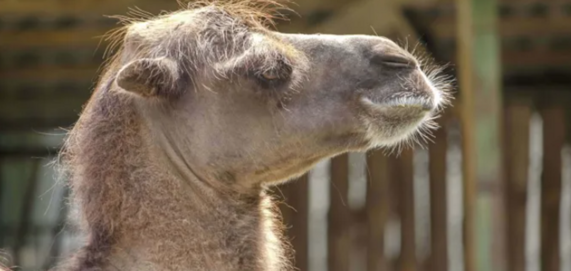 'Секретна біозброя': як верблюжі війська завдали удару росіянам