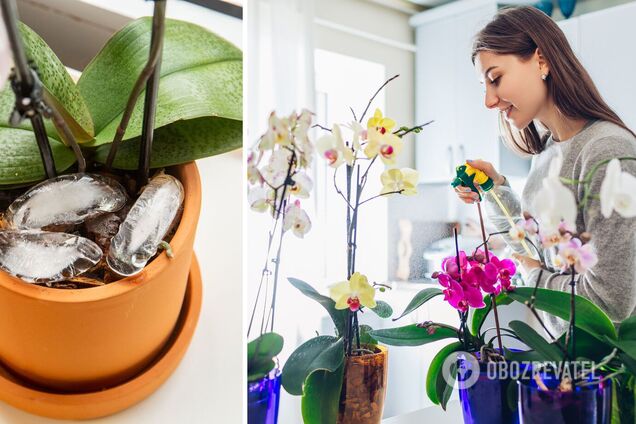 Если вы впервые завели орхидею: что нужно знать о капризном цветке