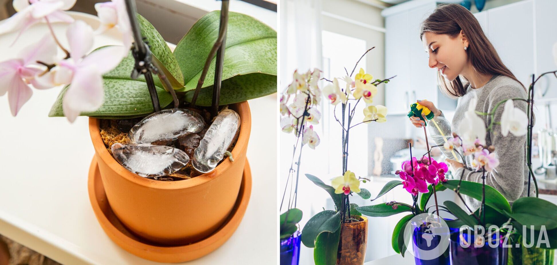 Якщо ви вперше завели орхідею: що треба знати про примхливу квітку