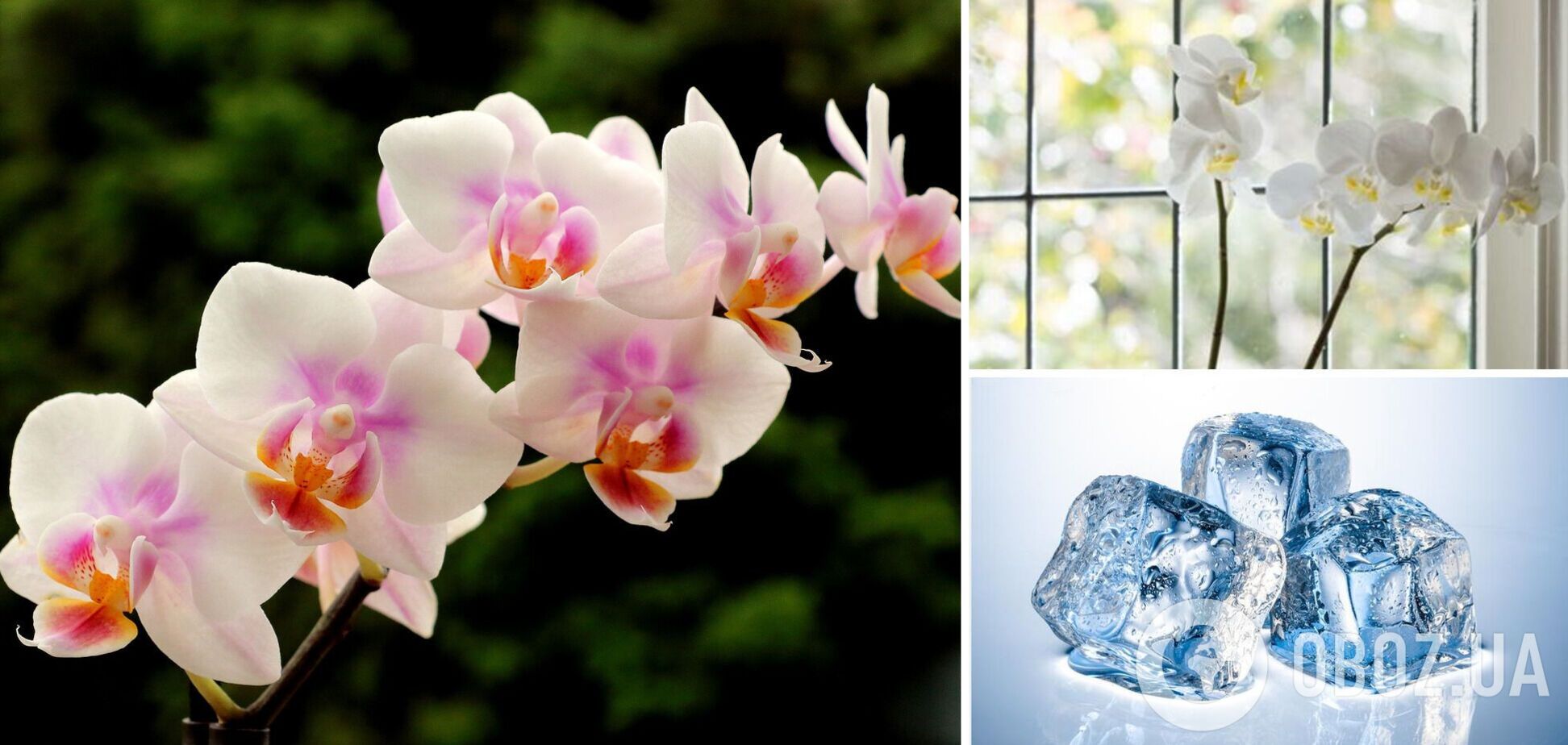Ваша орхидея обрадуется: революционный способ полива, который значительно упростит уход за растением