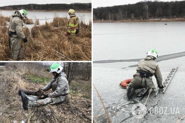 Бойцы ГСЧС спасли раненое животное