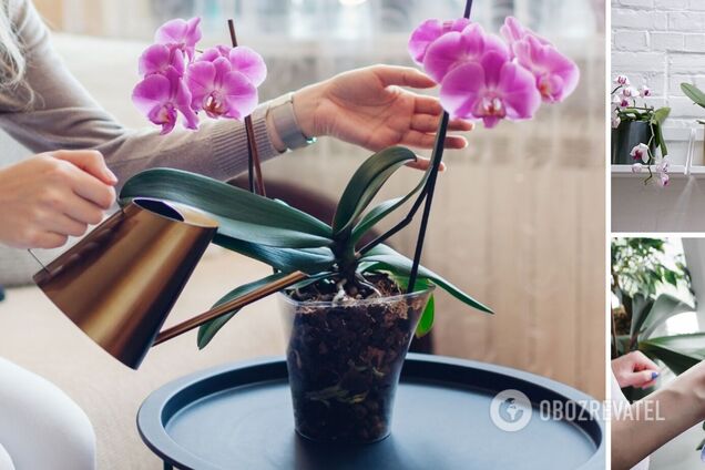 Яке добриво поверне орхідею до життя: потрібен лише один інгредієнт