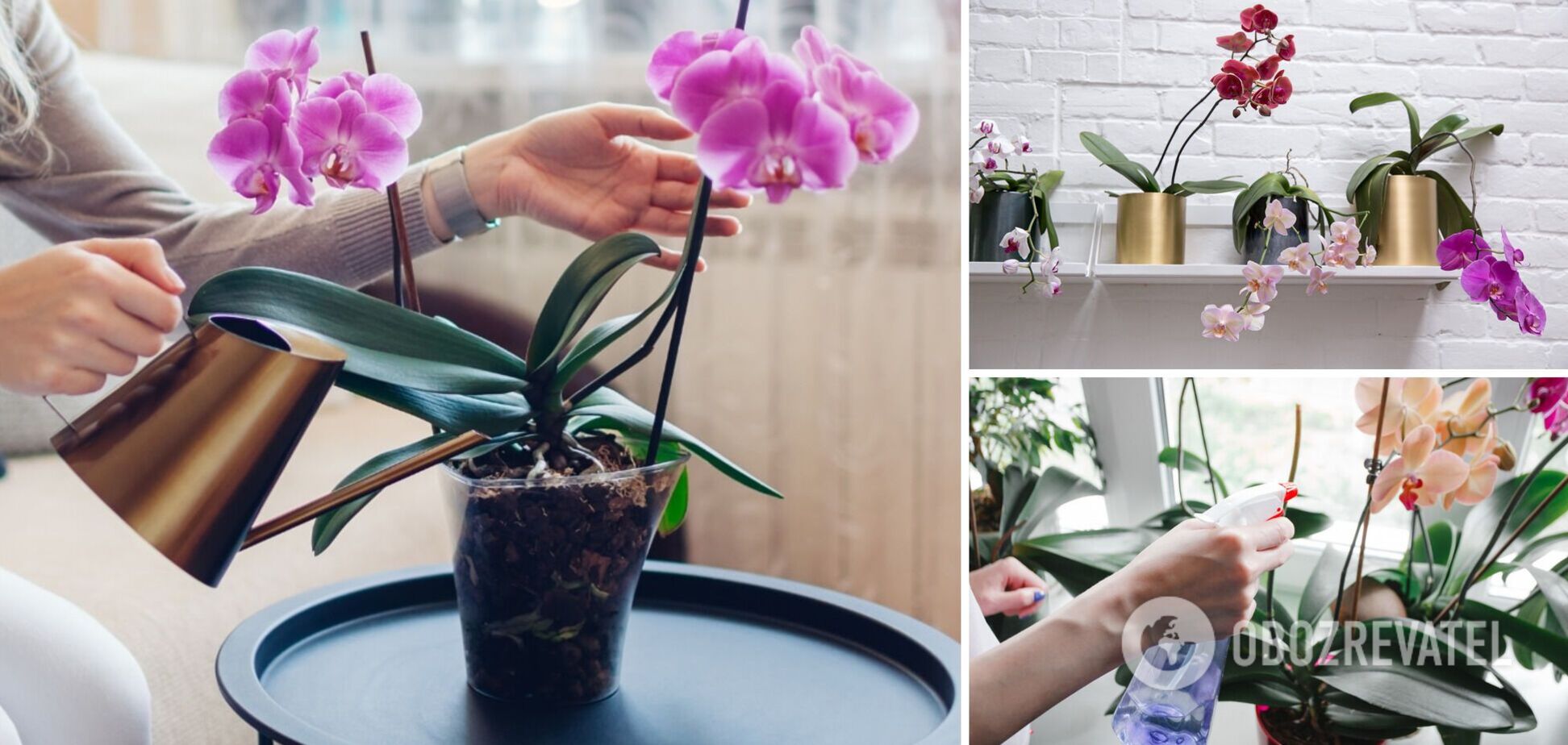 Какое удобрение вернет орхидею к жизни: нужен только один ингредиент