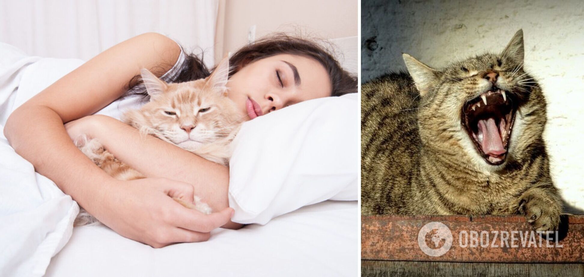 Почему нельзя спать с котом: народные приметы