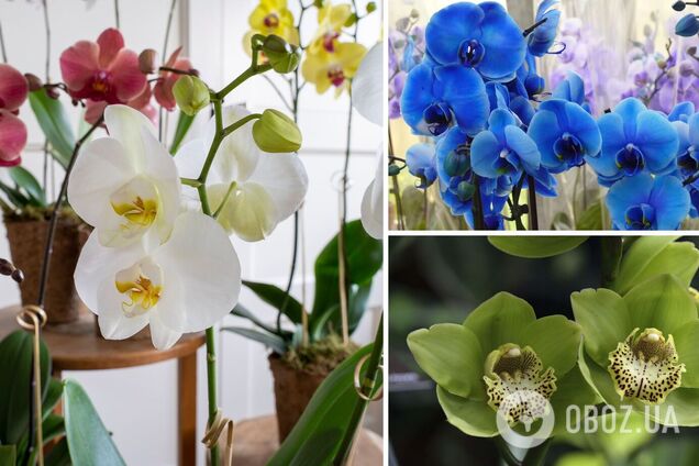 Какую орхидею лучше дарить: цвет имеет особое значение