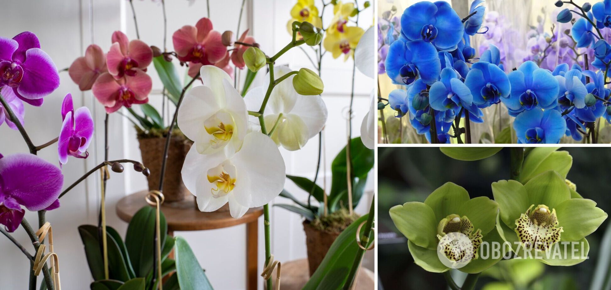 Какую орхидею лучше дарить: цвет имеет особое значение