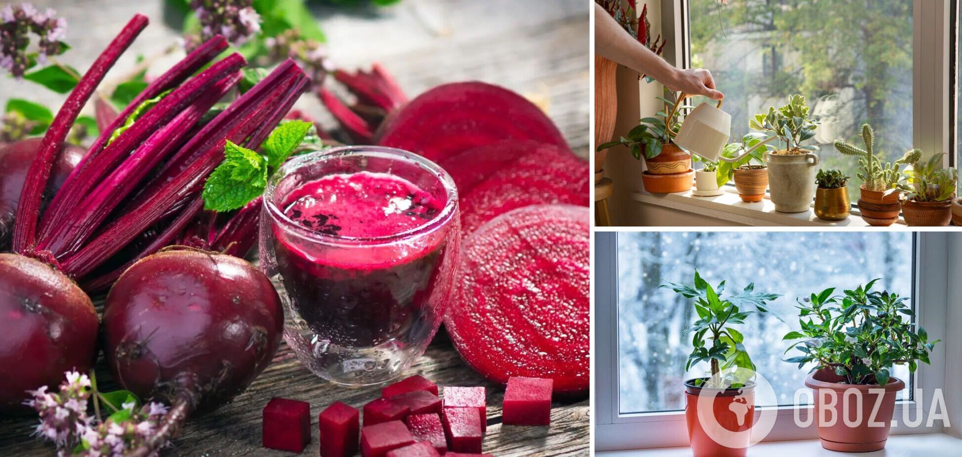 Отвар, который спасет домашние растения: что добавить