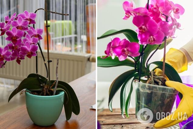 Орхідея цвістиме цілий рік: яке елементарне добриво зміцнить рослину