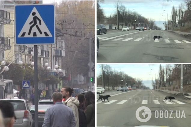 Животные переходили дорогу придерживаясь ПДД