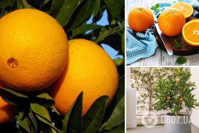 Как правильно выбирать апельсины: всего одна хитрость поможет найти самые сладкие