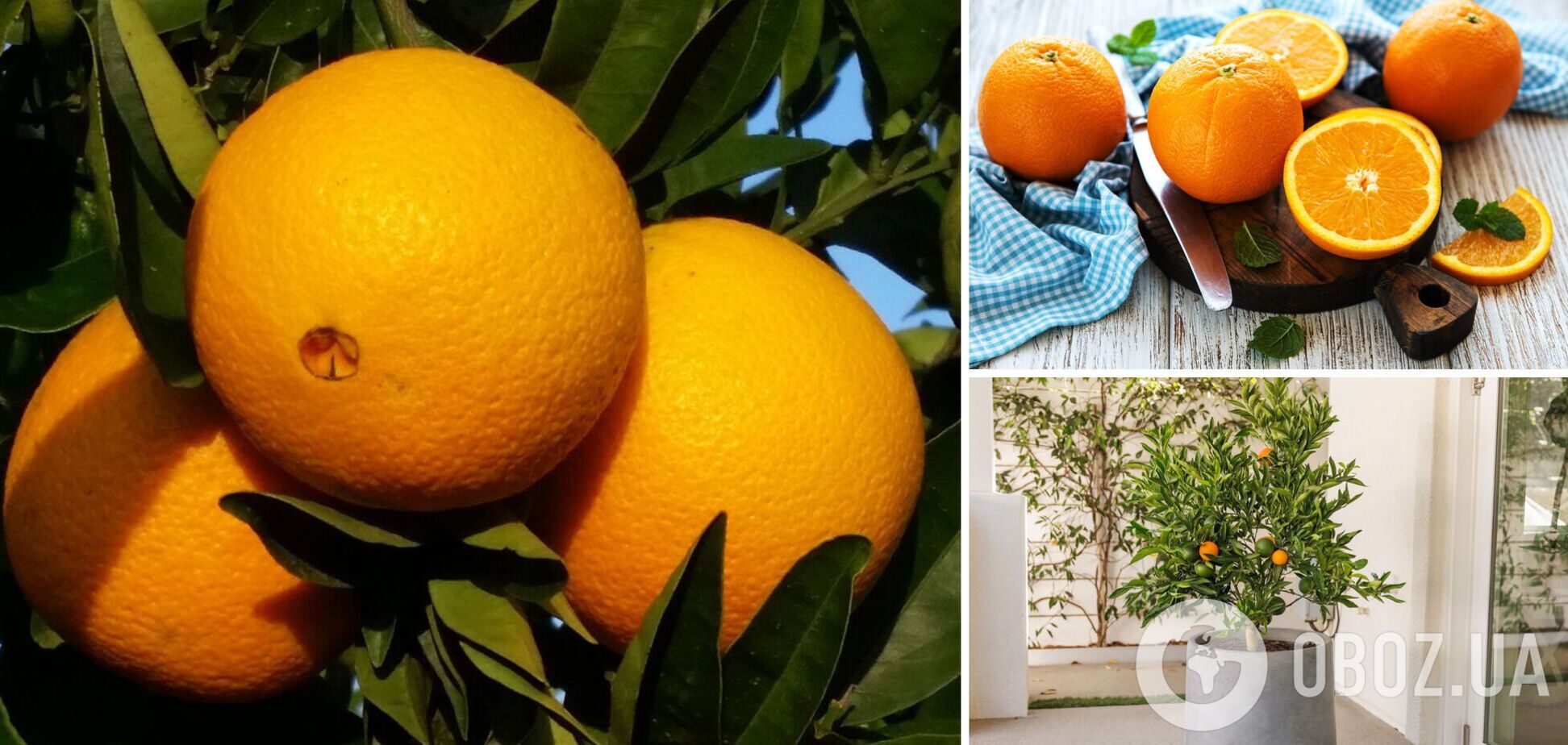 Как правильно выбирать апельсины: всего одна хитрость поможет найти самые сладкие