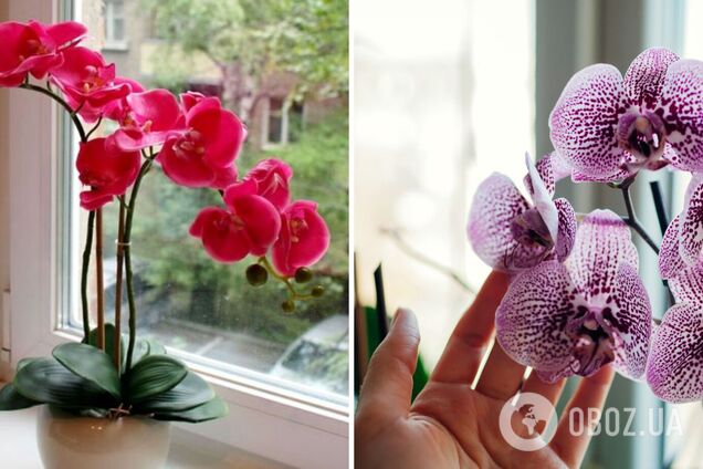 Як змусити орхідею зацвісти навіть без добрива: безвідмовний спосіб