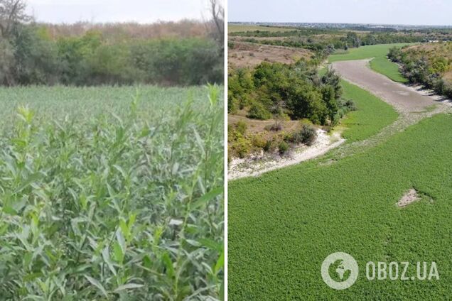 На дне Каховского водохранилища растет лес из ив и тополей: впечатляющие фото