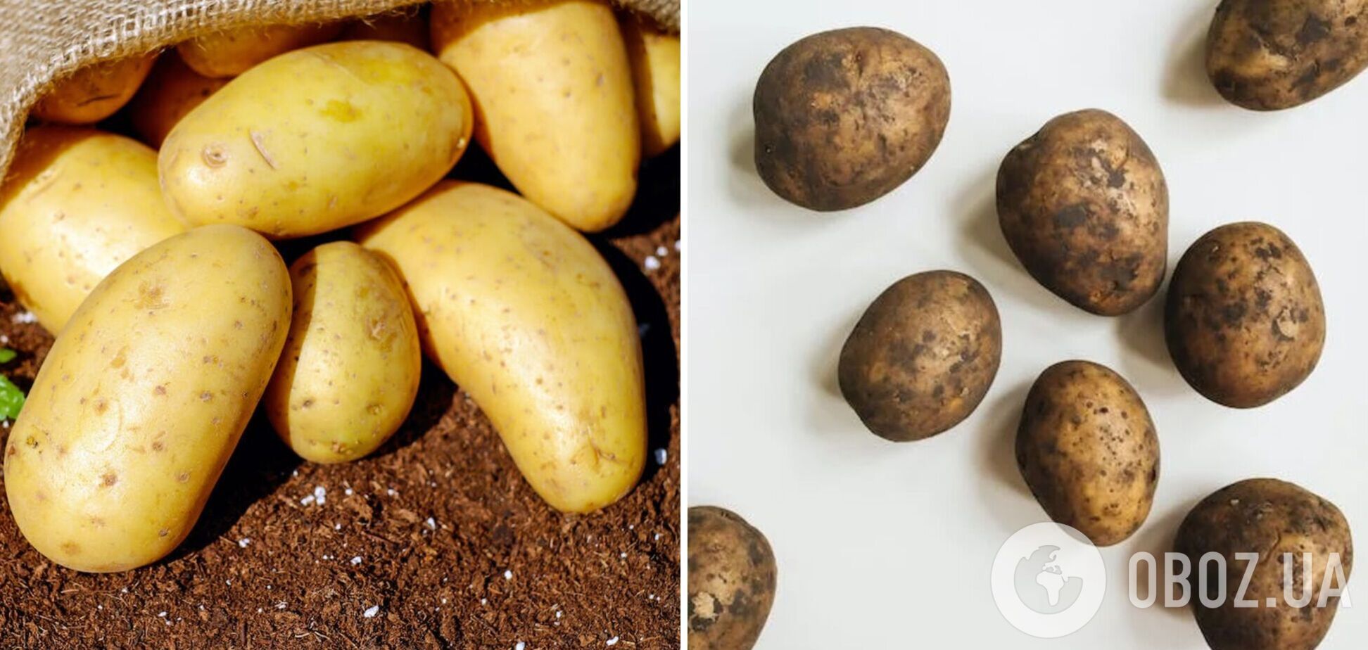 Як зберігати картоплю у квартирі взимку: перевірені способи