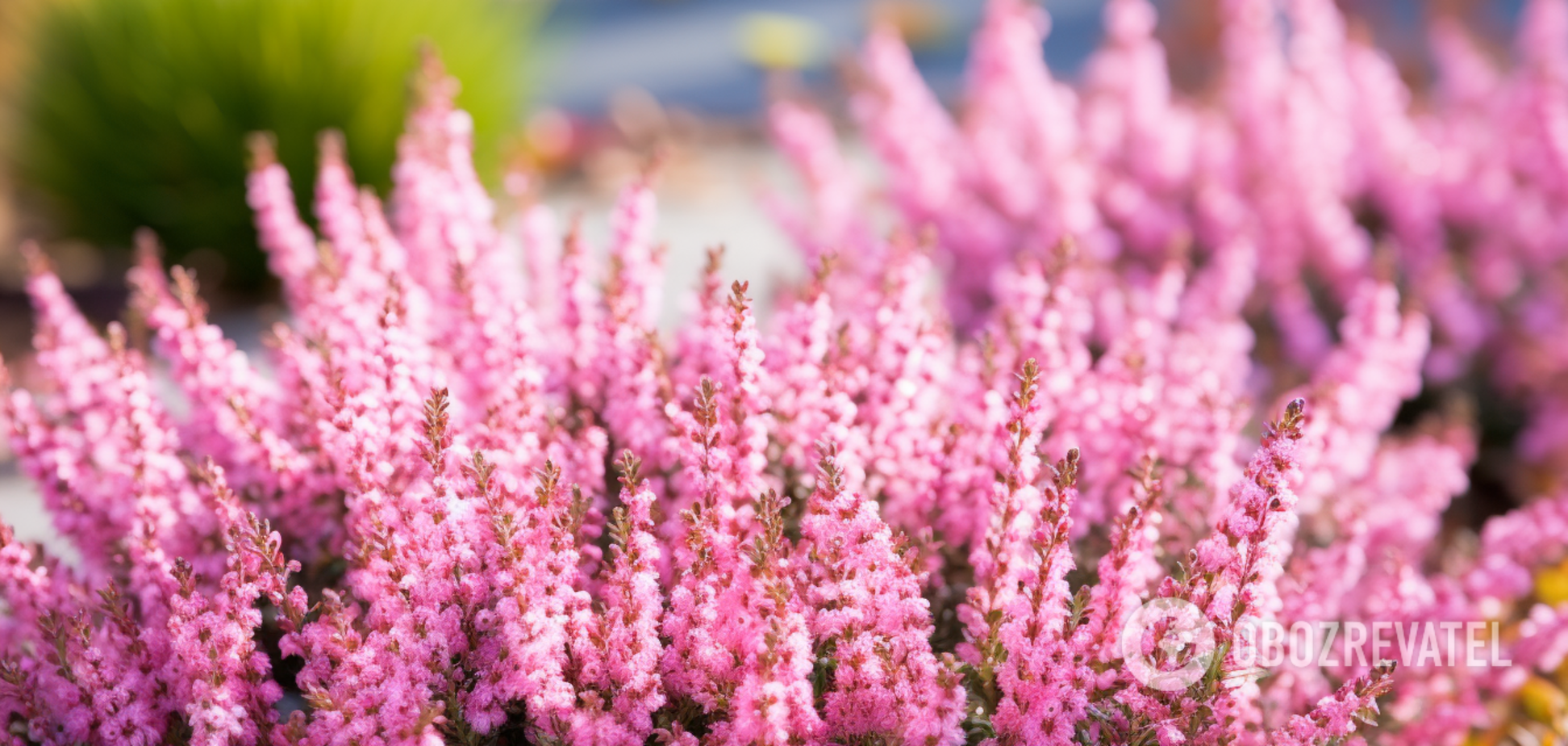 Невибагливі квіти, які витримують холод: що можна посадити на подвір’ї восени