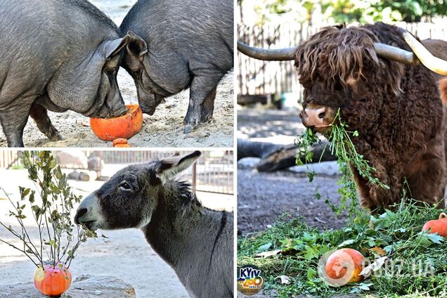 В Киевском зоопарке продолжаются тыквенные уикенды