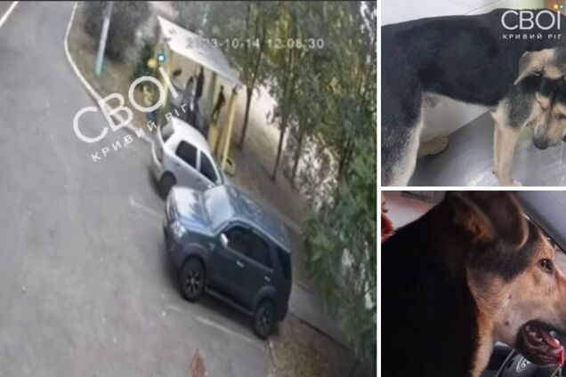 В Кривом Роге мужчина подстрелил дворового пса в присутствии детей: в стрелке опознали экс-депутата от 'Оппоблока'