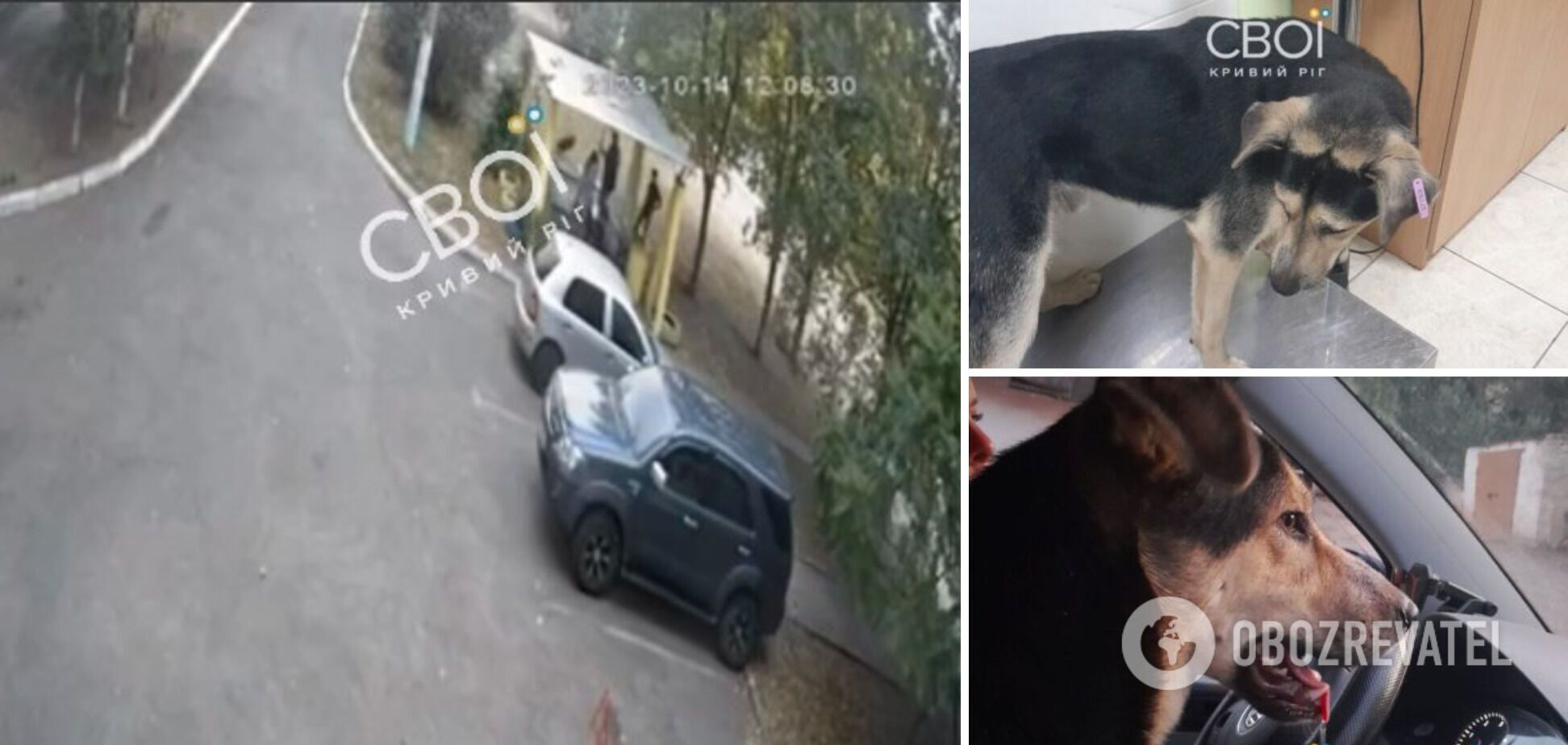 У Кривому Розі чоловік підстрелив дворового пса у присутності дітей: у стрільці впізнали ексдепутата від 'Опоблоку'