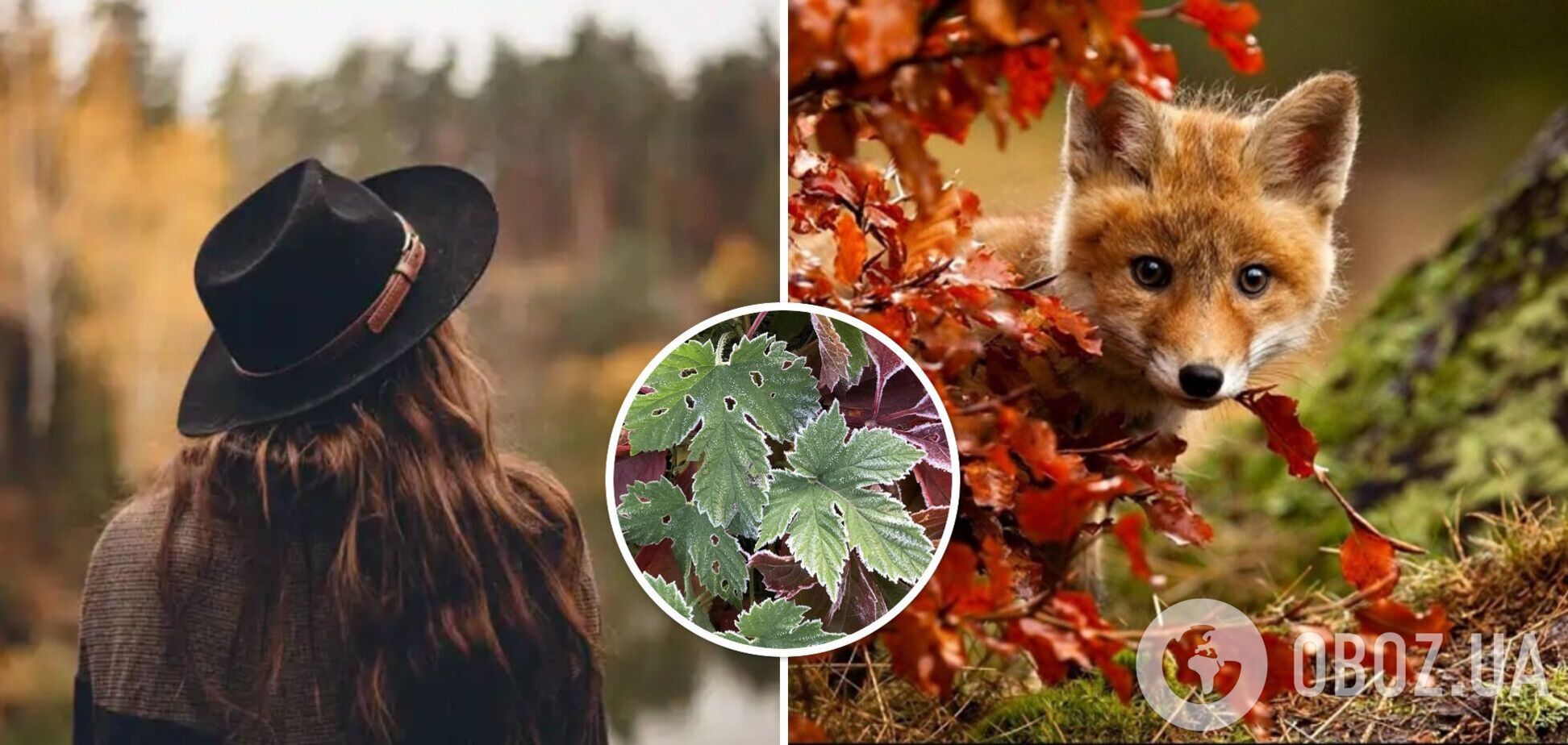 Похолодание продолжается, но пока без осадков: синоптики дали прогноз погоды на вторник, 17 октября