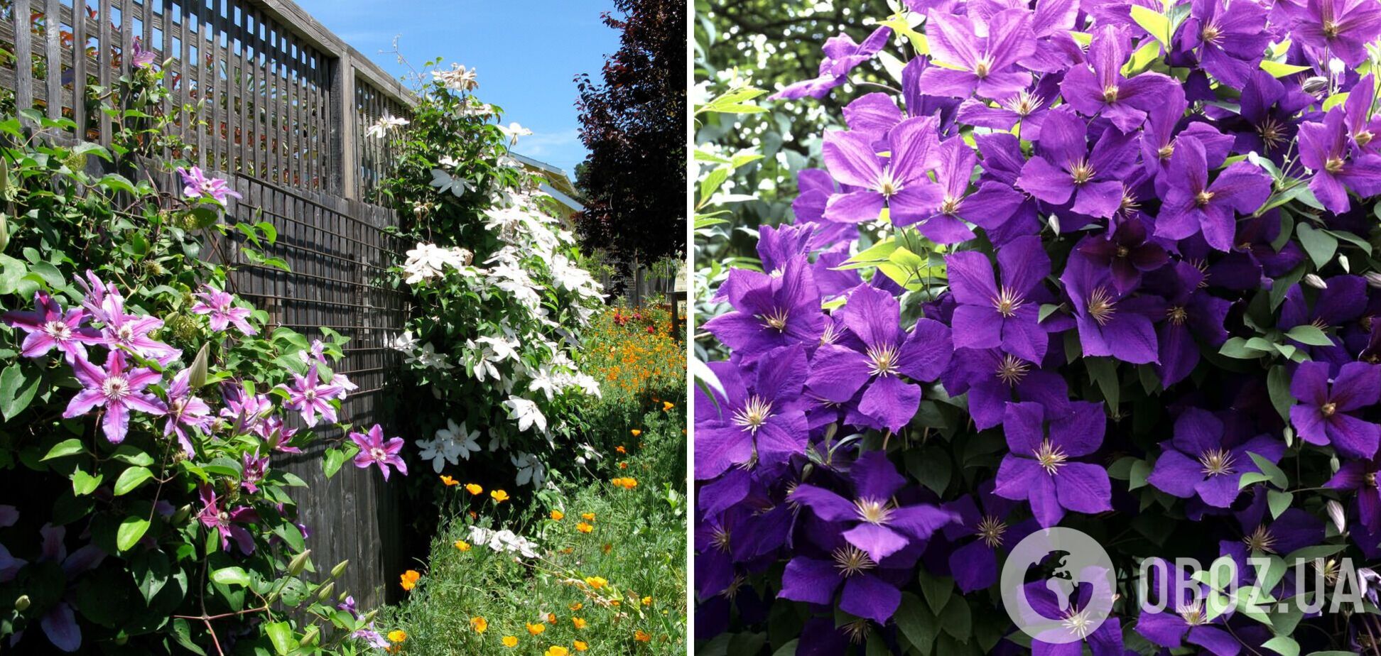 Коли і як треба обрізати клематиси: осінні поради