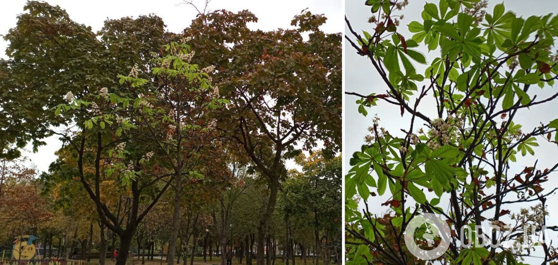 На Оболони, несмотря на осеннюю погоду, зацвели каштаны