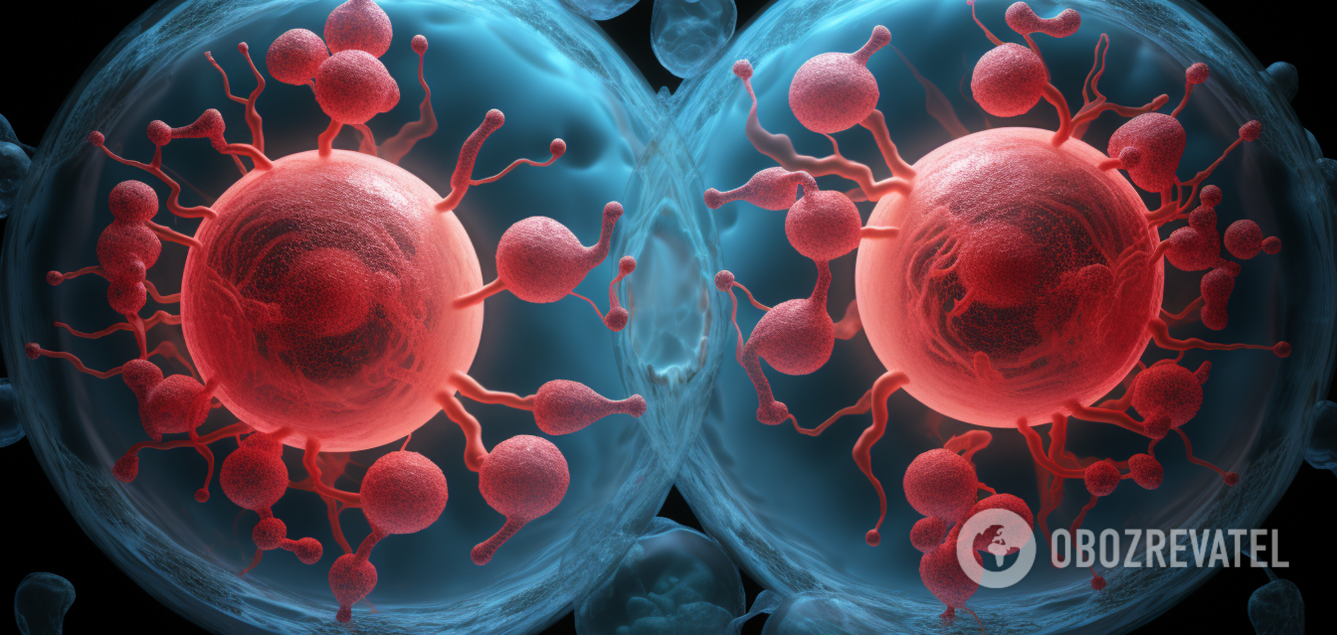 Вчені відкрили нову органелу в людському тілі: яку функцію виконує